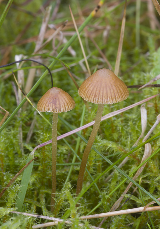 Galerina vittiformis